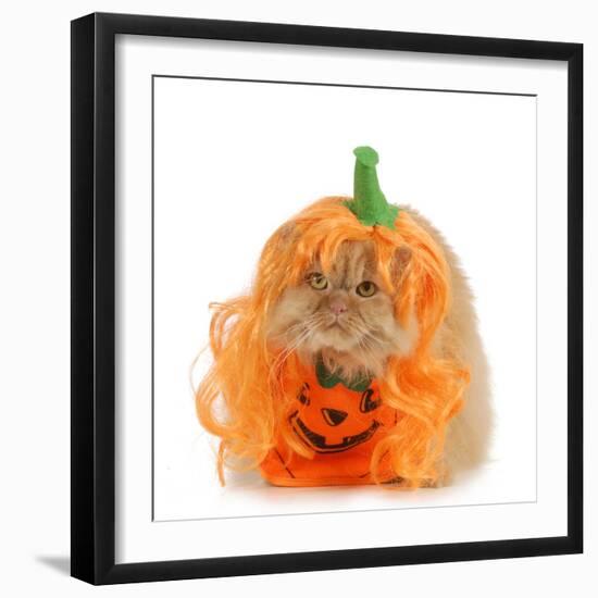 Halloween Cat Dressed Up Like a Pumpkin-Willee Cole-Framed Photographic Print