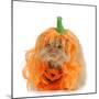 Halloween Cat Dressed Up Like a Pumpkin-Willee Cole-Mounted Photographic Print