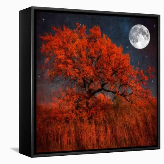 Halloween Color-Philippe Sainte-Laudy-Framed Stretched Canvas