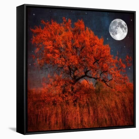 Halloween Color-Philippe Sainte-Laudy-Framed Stretched Canvas