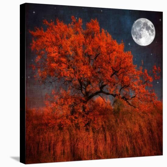 Halloween Color-Philippe Sainte-Laudy-Stretched Canvas