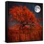 Halloween Color-Philippe Sainte-Laudy-Framed Stretched Canvas