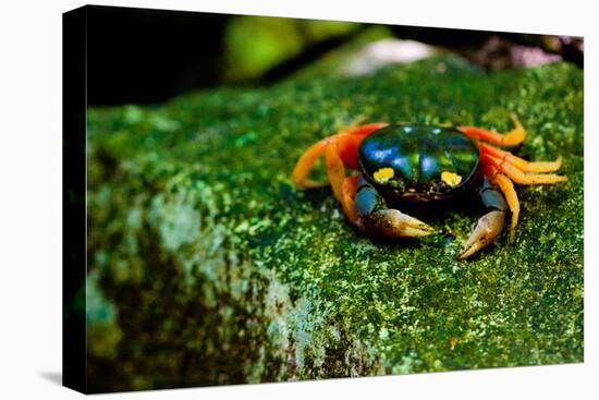 Halloween Crab on Rock in Costa Rica Photo Poster Print-null-Stretched Canvas