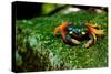 Halloween Crab on Rock in Costa Rica Photo Poster Print-null-Stretched Canvas