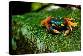 Halloween Crab on Rock in Costa Rica Photo Poster Print-null-Stretched Canvas