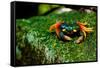 Halloween Crab on Rock in Costa Rica Photo Poster Print-null-Framed Stretched Canvas