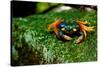 Halloween Crab on Rock in Costa Rica Photo Poster Print-null-Stretched Canvas