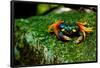 Halloween Crab on Rock in Costa Rica Photo Poster Print-null-Framed Poster