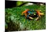 Halloween Crab on Rock in Costa Rica Photo Poster Print-null-Mounted Poster