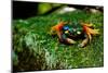 Halloween Crab on Rock in Costa Rica Photo Poster Print-null-Mounted Poster