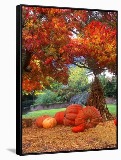 Halloween Decorations of Pumpkins and Corn Stalks in Front of a Home-John Alves-Framed Stretched Canvas