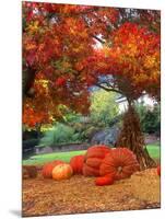Halloween Decorations of Pumpkins and Corn Stalks in Front of a Home-John Alves-Mounted Photographic Print