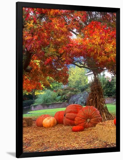 Halloween Decorations of Pumpkins and Corn Stalks in Front of a Home-John Alves-Framed Photographic Print