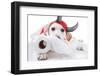 Halloween Devil Dog-Stephanie Zieber-Framed Photographic Print