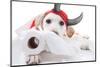 Halloween Devil Dog-Stephanie Zieber-Mounted Photographic Print