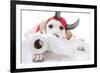 Halloween Devil Dog-Stephanie Zieber-Framed Photographic Print