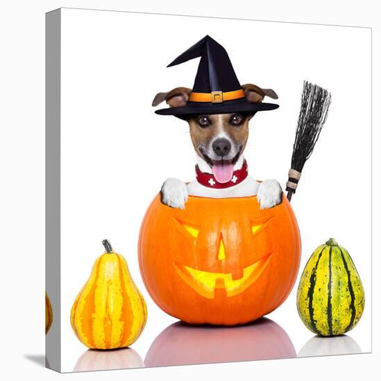Halloween Dog as Witch-Javier Brosch-Stretched Canvas