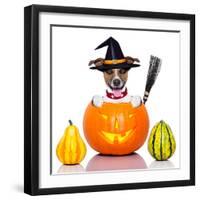 Halloween Dog as Witch-Javier Brosch-Framed Photographic Print