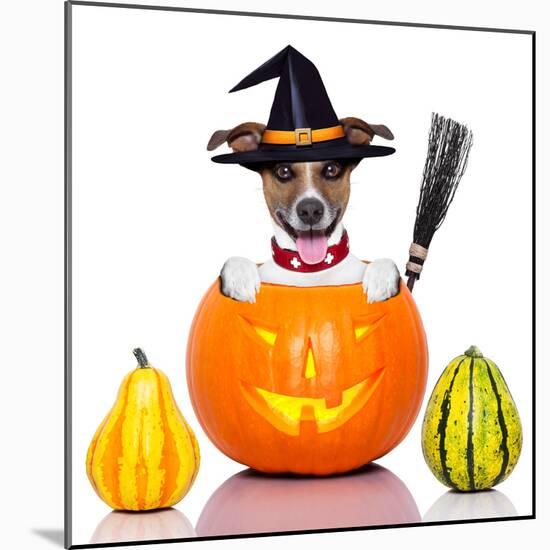 Halloween Dog as Witch-Javier Brosch-Mounted Photographic Print