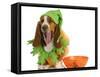 Halloween Dog - Basset Hound Dressed Up Like a Pumpkin Sitting Beside Trick or Treat Bowl-Willee Cole-Framed Stretched Canvas