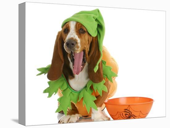 Halloween Dog - Basset Hound Dressed Up Like a Pumpkin Sitting Beside Trick or Treat Bowl-Willee Cole-Stretched Canvas