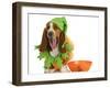 Halloween Dog - Basset Hound Dressed Up Like a Pumpkin Sitting Beside Trick or Treat Bowl-Willee Cole-Framed Photographic Print