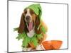 Halloween Dog - Basset Hound Dressed Up Like a Pumpkin Sitting Beside Trick or Treat Bowl-Willee Cole-Mounted Photographic Print