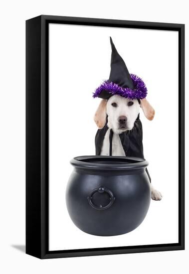 Halloween Dog-Stephanie Zieber-Framed Stretched Canvas