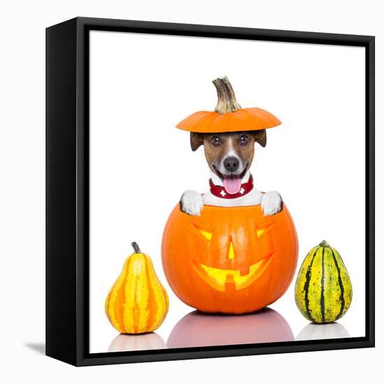 Halloween Dog-Javier Brosch-Framed Stretched Canvas