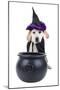 Halloween Dog-Stephanie Zieber-Mounted Photographic Print