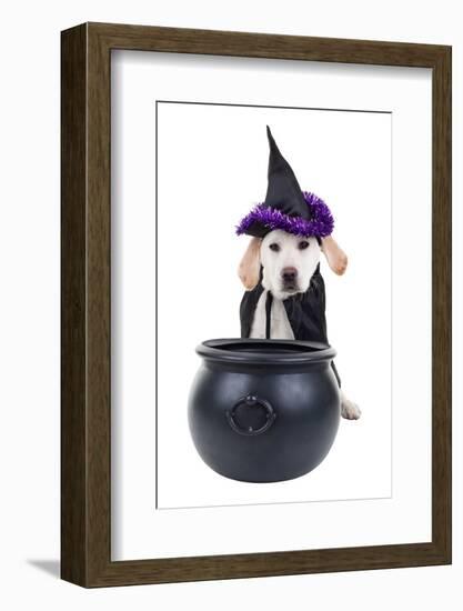 Halloween Dog-Stephanie Zieber-Framed Photographic Print