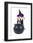 Halloween Dog-Stephanie Zieber-Framed Photographic Print