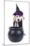 Halloween Dog-Stephanie Zieber-Mounted Photographic Print