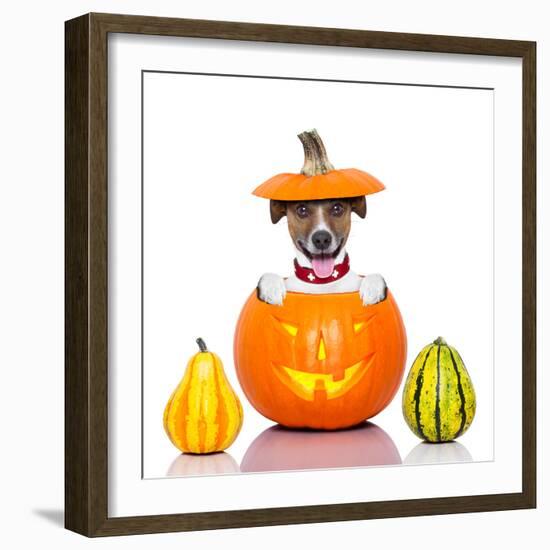 Halloween Dog-Javier Brosch-Framed Photographic Print