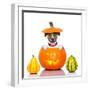 Halloween Dog-Javier Brosch-Framed Photographic Print