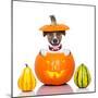 Halloween Dog-Javier Brosch-Mounted Photographic Print