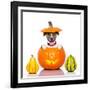 Halloween Dog-Javier Brosch-Framed Photographic Print