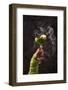 Halloween Green Apple Cocktail with Witch Hand-yulka3ice-Framed Photographic Print