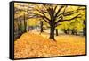 Halloween Outdoor Scenic-George Oze-Framed Stretched Canvas