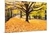 Halloween Outdoor Scenic-George Oze-Mounted Photographic Print