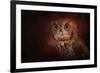 Halloween Owl-Jai Johnson-Framed Giclee Print