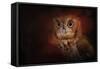 Halloween Owl-Jai Johnson-Framed Stretched Canvas