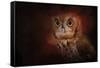 Halloween Owl-Jai Johnson-Framed Stretched Canvas