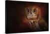 Halloween Owl-Jai Johnson-Stretched Canvas