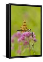 Halloween Pennant Dragfonfly (Celithemis Eponina, in Libellulidae Group-Lynn M^ Stone-Framed Stretched Canvas