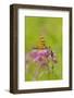 Halloween Pennant Dragfonfly (Celithemis Eponina, in Libellulidae Group-Lynn M^ Stone-Framed Photographic Print