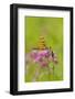 Halloween Pennant Dragfonfly (Celithemis Eponina, in Libellulidae Group-Lynn M^ Stone-Framed Photographic Print