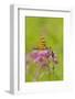 Halloween Pennant Dragfonfly (Celithemis Eponina, in Libellulidae Group-Lynn M^ Stone-Framed Photographic Print