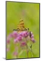 Halloween Pennant Dragfonfly (Celithemis Eponina, in Libellulidae Group-Lynn M^ Stone-Mounted Photographic Print