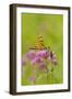 Halloween Pennant Dragfonfly (Celithemis Eponina, in Libellulidae Group-Lynn M^ Stone-Framed Photographic Print